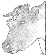 bull Coloring Pages To Print